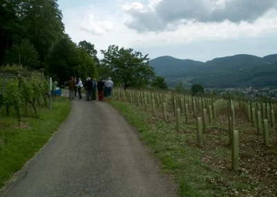 Feierlicher Akt beim Setzen der letzten Rebe