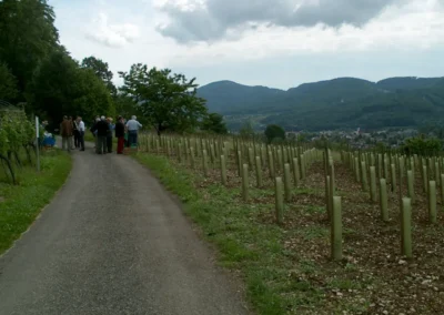 Feierlicher Akt beim Setzen der letzten Rebe