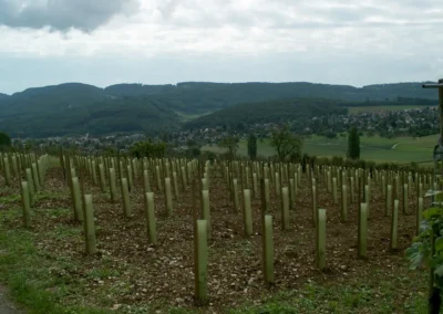 Feierlicher Akt beim Setzen der letzten Rebe