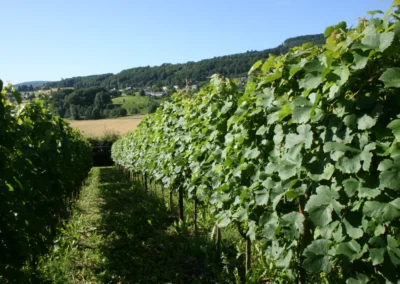 2007 - Klus - Juni