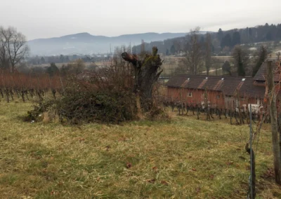 2017 - Erlenhof - Januar