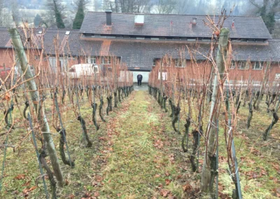 2017 - Erlenhof - Januar