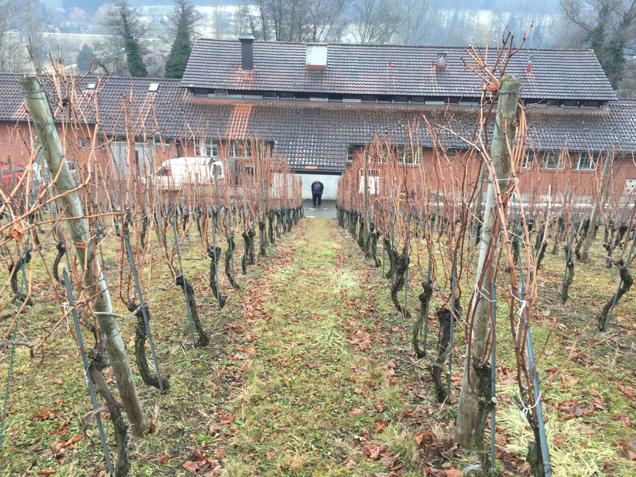 2017_Rebjahr_Januar_004 Januar 2017 - Erlenhof