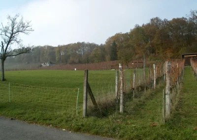 Bilder der Wiese und der Umgebung des neuen Rebberges in der Klus