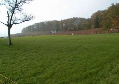 Bilder der Wiese und der Umgebung des neuen Rebberges in der Klus