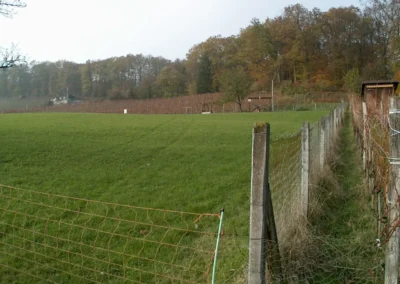 Bilder der Wiese und der Umgebung des neuen Rebberges in der Klus