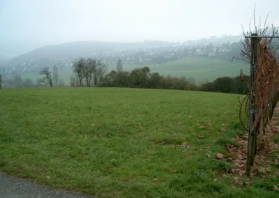 Bilder der Wiese und der Umgebung des neuen Rebberges in der Klus