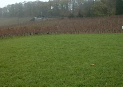 Bilder der Wiese und der Umgebung des neuen Rebberges in der Klus