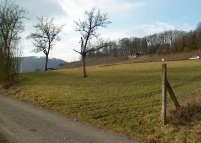 Bilder der Wiese des zukünftigen Rebbergs in der Klus - erste Arbeiten